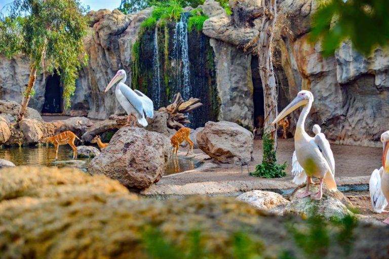 Top 10 zoos in Europe Pets Home
