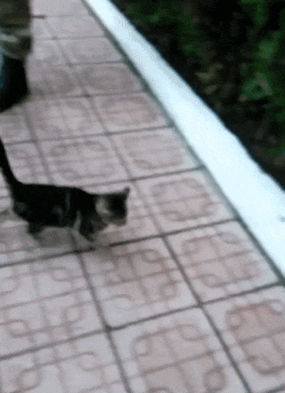 Kitty Imitates Soldier