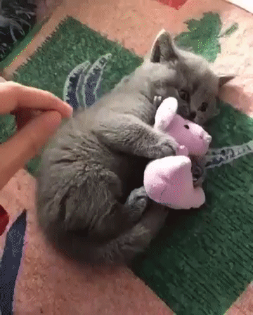 Don’t Touch My Pinkie Toy